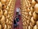 Caseifici aperti: oltre 13.000 visitatori alla scoperta dei segreti del Parmigiano Reggiano