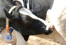 Albo dei mangimisti – nuova campagna pubblicitaria sulle riviste zootecniche specializzate