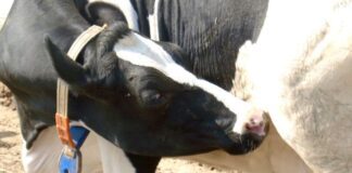 Albo dei mangimisti – nuova campagna pubblicitaria sulle riviste zootecniche specializzate