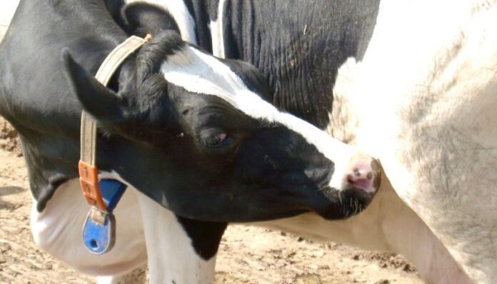 Vacca muso girato_gde