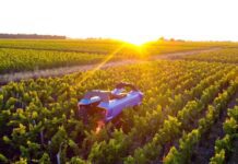 La robotica si fa largo nel vigneto