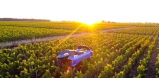 La robotica si fa largo nel vigneto