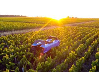 La robotica si fa largo nel vigneto