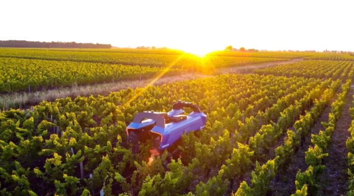 La robotica si fa largo nel vigneto