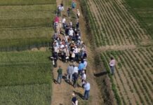 Con Demo Frumenti 2023 del CAP, agricoltori in campo alla scoperta dei migliori grani della stagione