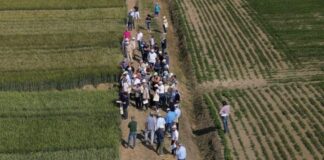 Con Demo Frumenti 2023 del CAP, agricoltori in campo alla scoperta dei migliori grani della stagione