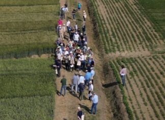 Con Demo Frumenti 2023 del CAP, agricoltori in campo alla scoperta dei migliori grani della stagione