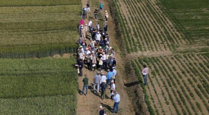 Con Demo Frumenti 2023 del CAP, agricoltori in campo alla scoperta dei migliori grani della stagione