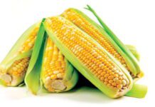 Cereali e dintorni. Mercati disturbati dalle notizie provenienti dal Mar Nero.