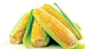 Cereali e dintorni. Mercati disturbati dalle notizie provenienti dal Mar Nero.