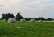 Cereali e dintorni. Nervosismo alle stelle!