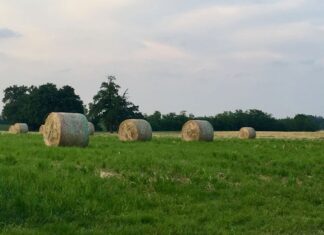 Cereali e dintorni. Nervosismo alle stelle!