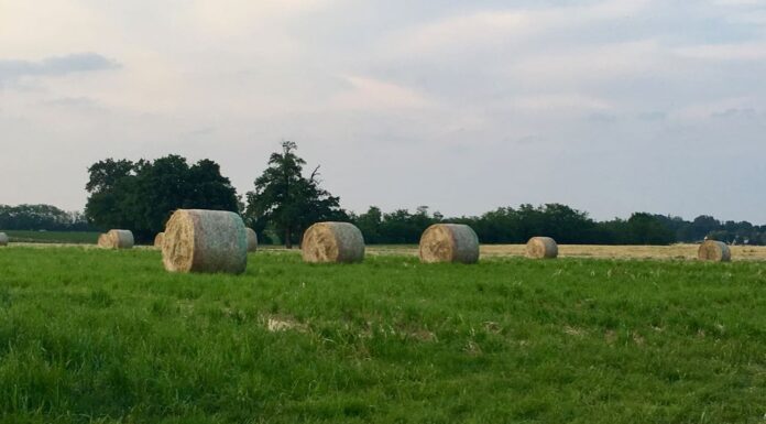 Cereali e dintorni. Nervosismo alle stelle!
