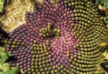 Fibonacci e la matematica della natura