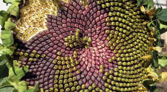 Fibonacci e la matematica della natura