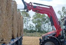 La dura vita di Piero che trasporta paglia a 45 gradi in Sardegna