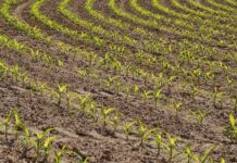 La “Nature Restoration Law” distruggerà la nostra agricoltura