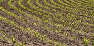 La “Nature Restoration Law” distruggerà la nostra agricoltura