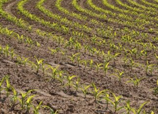 La “Nature Restoration Law” distruggerà la nostra agricoltura