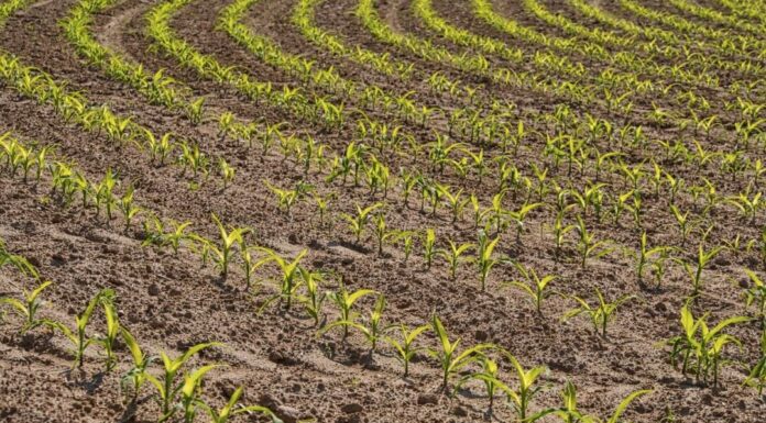 La “Nature Restoration Law” distruggerà la nostra agricoltura