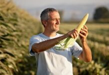 Mais Dolce, crescono superfici e quotazioni, Conserve Italia punta sulla tracciabilità