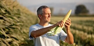 Mais Dolce, crescono superfici e quotazioni, Conserve Italia punta sulla tracciabilità