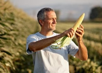 Mais Dolce, crescono superfici e quotazioni, Conserve Italia punta sulla tracciabilità