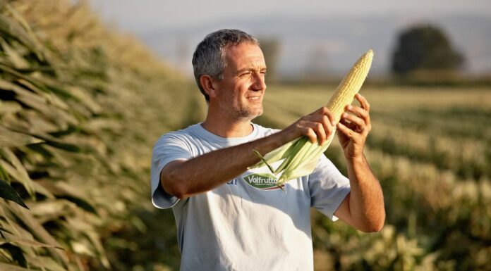 Mais Dolce, crescono superfici e quotazioni, Conserve Italia punta sulla tracciabilità