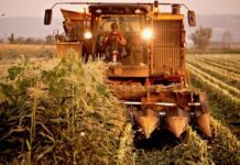 “Cereali e dintorni”. Produzioni europee a confronto con il 2023.