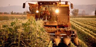 “Cereali e dintorni”. Produzioni europee a confronto con il 2023.