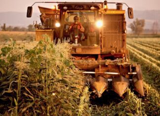“Cereali e dintorni”. Produzioni europee a confronto con il 2023.