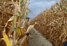 Cereali e dintorni. Nessuna nuova, salvo la confusione.