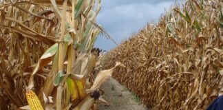 “Cereali e dintorni”. Mais infuocato sul mercato interno