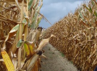 Cereali e dintorni. Di mercato ne riparleremo lunedi