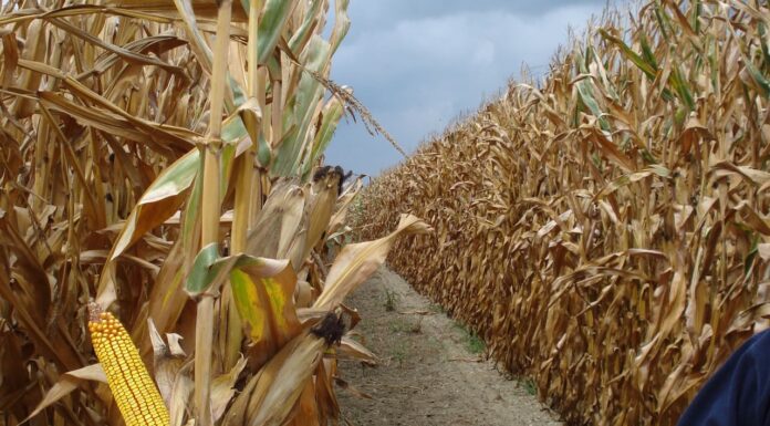 Cereali e dintorni. Nessuna nuova, salvo la confusione.