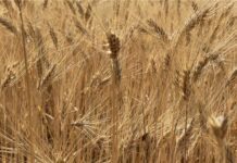 “Cereali e dintorni”. Mercati al balcone a “Parigi”.