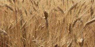“Cereali e dintorni”. Mercati al balcone a “Parigi”.
