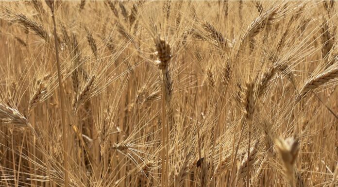 Cereali e dintorni. Mercati in balia degli eventi: guerra e meteo.