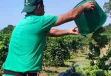 Vendemmia a Parma: si parte