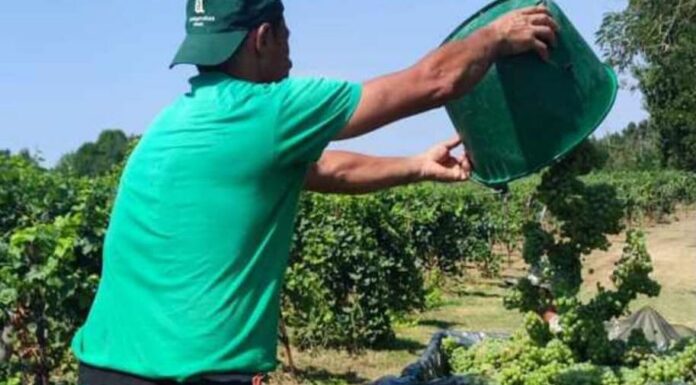 Vendemmia a Parma: si parte