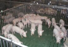 Sotto l’ombra della peste suina: il destino della filiera del prosciutto di Parma