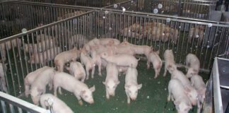 Sotto l’ombra della peste suina: il destino della filiera del prosciutto di Parma