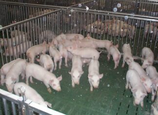 Sotto l’ombra della peste suina: il destino della filiera del prosciutto di Parma