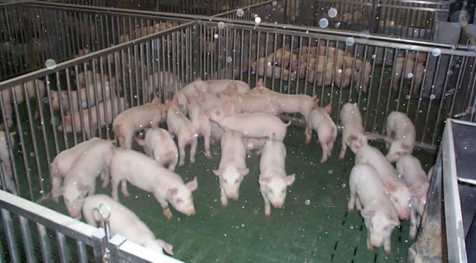 Peste suina africana, molta preoccupazione da parte della Regione e tra allevatori e produttori