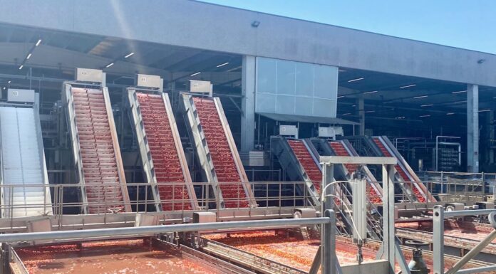 Pomodoro da industria, conclusa nel Nord Italia la campagna di raccolta 2023