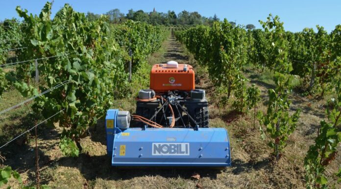 Come affrontare la siccità in vigneto (Video)