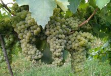 Vignaioli Indipendenti per la prima di Bologna