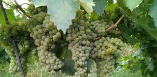 Vignaioli Indipendenti per la prima di Bologna