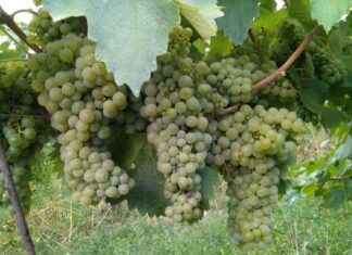 Vignaioli Indipendenti per la prima di Bologna