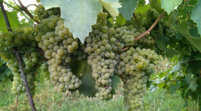 Vignaioli Indipendenti per la prima di Bologna